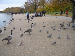 Columba livia domestica