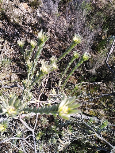 Image of Leucadendron verticillatum by no rights reserved