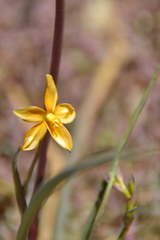 Cyanella aquatica
