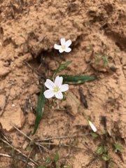Claytonia