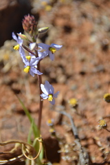 Cyanella