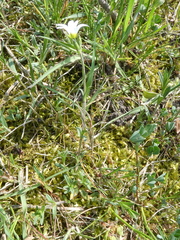 Cerastium arvense