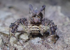 Portia labiata