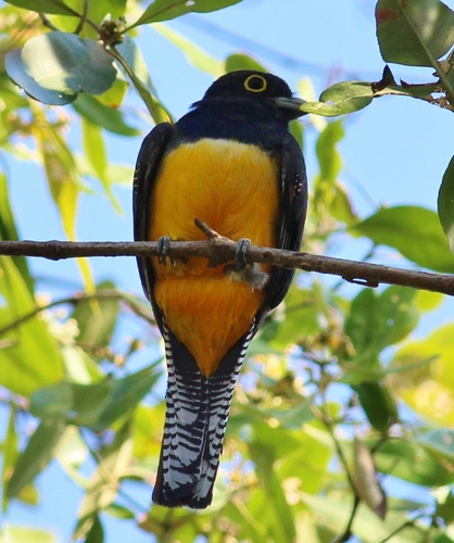 Gartered Violaceous Trogon