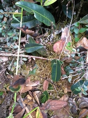 Elaphoglossum hoffmannii