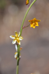 Cyanella aquatica