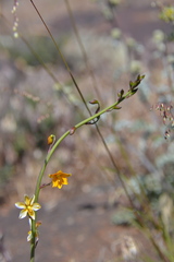 Cyanella aquatica