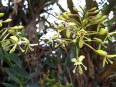 Epidendrum scytocladium