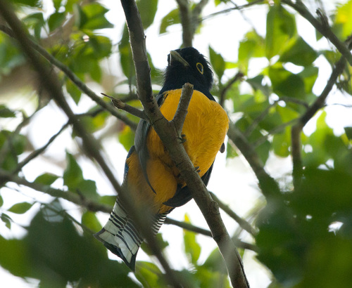 Gartered Violaceous Trogon