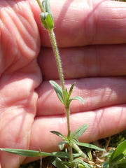 Cerastium arvense