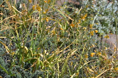 Cyanella aquatica