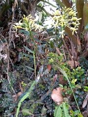 Epidendrum scytocladium
