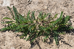 Astragalus marinus