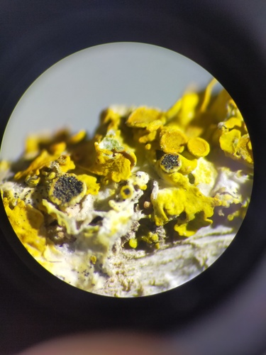 Representative image of Sphaerellothecium parietinarium