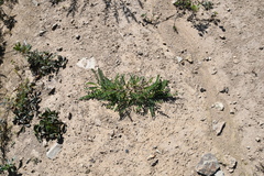 Astragalus marinus
