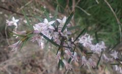 Crowea angustifolia