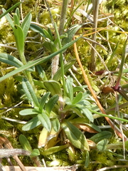 Cerastium arvense