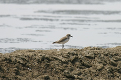 Charadrius leschenaultii