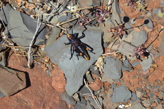 Dictyophorus