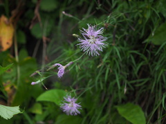 Dianthus superbus alpestris