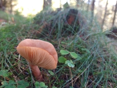 Lactarius lacunarum