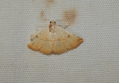 Eublemma gayneri