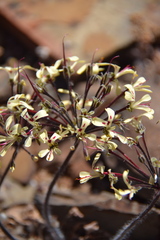 Pelargonium moniliforme