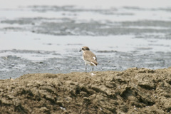 Charadrius leschenaultii