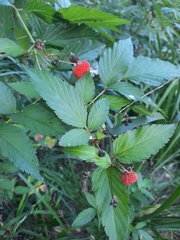 Rubus probus
