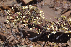 Pelargonium moniliforme