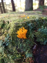 Calocera furcata