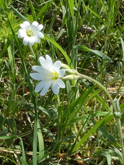 Cerastium arvense