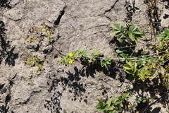 Potentilla cryptotaeniae