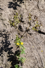 Potentilla cryptotaeniae