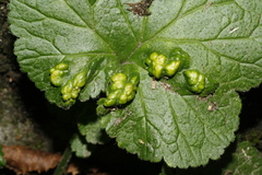 Cecidophyes nudus