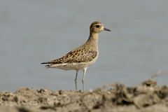 Pluvialis fulva