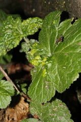 Cecidophyes nudus