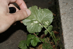 Cecidophyes nudus