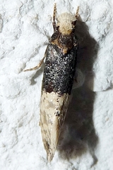 Trichophaga tapetzella