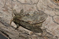 Peridea anceps
