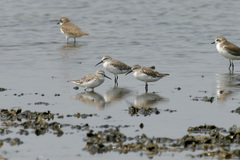 Calidris falcinellus
