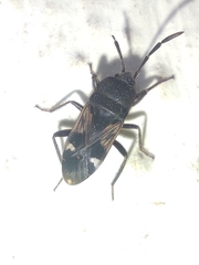 Lanchnophorus singalensis