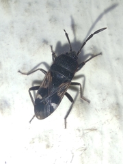 Lanchnophorus singalensis