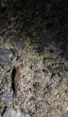Nesomachilis