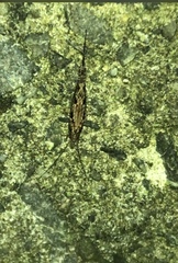 Nesomachilis