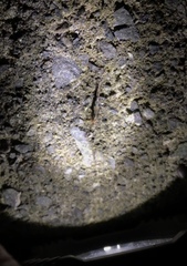 Nesomachilis