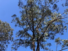 Eucalyptus fibrosa