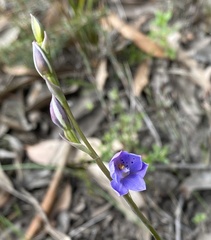 Thelymitra juncifolia