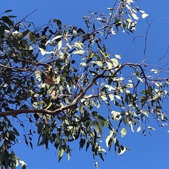 Eucalyptus fibrosa
