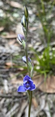 Thelymitra juncifolia